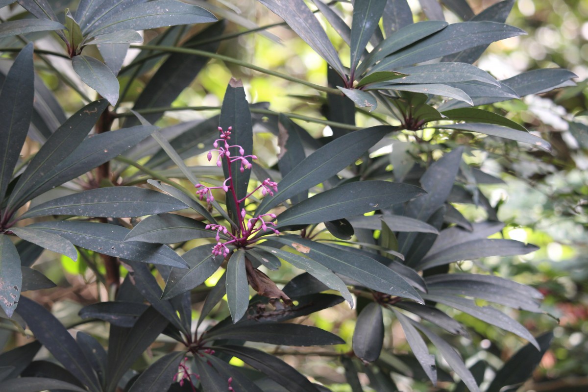 Ardisia rothii A.DC.